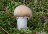 sluka svraskalá (Houby), Cortinarius caperatus (Fungi)